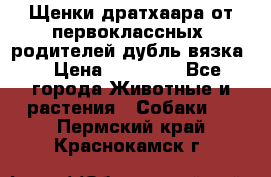 Щенки дратхаара от первоклассных  родителей(дубль вязка) › Цена ­ 22 000 - Все города Животные и растения » Собаки   . Пермский край,Краснокамск г.